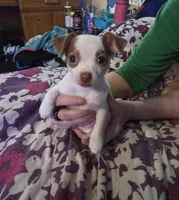 Lottie, a female Jack Russell Terrier and Chihuahua for sale in Saint Paul, MN – Photo 6 of 8