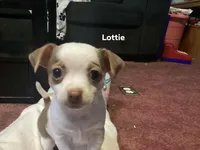 Lottie, a female Jack Russell Terrier and Chihuahua for sale in Saint Paul, MN – Photo 3 of 8