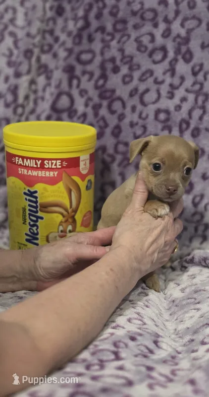 Biscuit – Jack Russell Terrier, Chihuahua puppy for sale in Saint Paul, MN