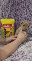Biscuit, a male Jack Russell Terrier and Chihuahua for sale in Saint Paul, MN – 1 of 4