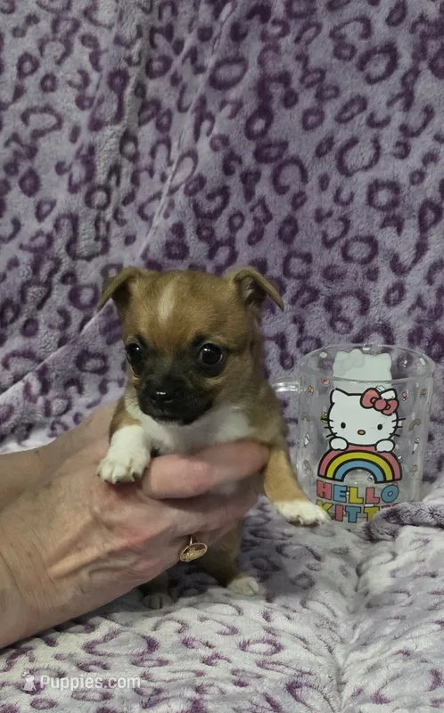 Abby – Chihuahua, Yorkshire Terrier puppy for sale in Saint Paul, MN