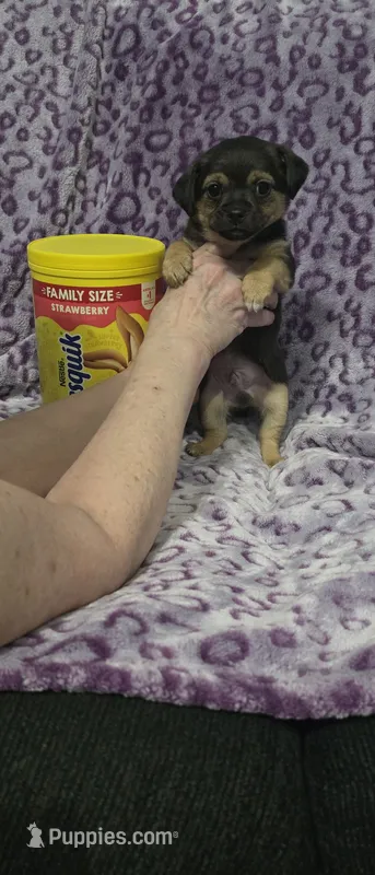 Grizzly  – Jack Russell Terrier, Chihuahua puppy for sale in Saint Paul, MN