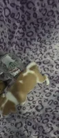 Lil Scrapy , a male Jack Russell Terrier and Chihuahua for sale in Saint Paul, MN – 3 of 3