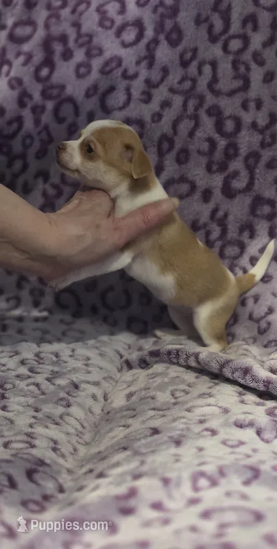 Lil Scrapy  – Jack Russell Terrier, Chihuahua puppy for sale in Saint Paul, MN