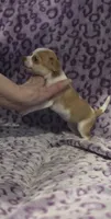 Lil Scrapy , a male Jack Russell Terrier and Chihuahua for sale in Saint Paul, MN – 1 of 3