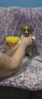 Sadie, a female Jack Russell Terrier and Chihuahua for sale in Saint Paul, MN – 1 of 3