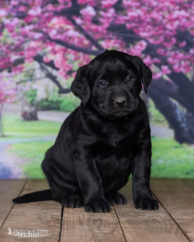 Archie – Labrador Retriever puppy for sale in Harlan, IN