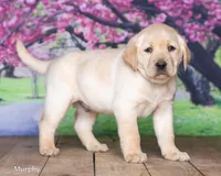 Murphy , a male Labrador Retriever for sale in Harlan, IN – Photo 2 of 6