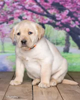 Murphy , a male Labrador Retriever for sale in Harlan, IN – Photo 6 of 6