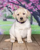 Kaylee, a female Labrador Retriever for sale in Harlan, IN – Photo 1 of 3