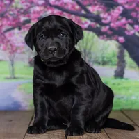 Baron, a male Labrador Retriever for sale in Harlan, IN – Photo 2 of 3