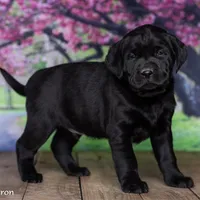 Baron, a male Labrador Retriever for sale in Harlan, IN – Photo 3 of 3