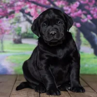 Baron, a male Labrador Retriever for sale in Harlan, IN – Photo 1 of 3