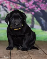 Garth, a male Labrador Retriever for sale in Harlan, IN – Photo 2 of 3