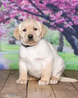 Kelsey , a female Labrador Retriever for sale in Harlan, IN – Photo 3 of 3