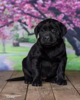 Sadie, a female Labrador Retriever for sale in Harlan, IN – Photo 2 of 3