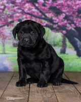 Sadie, a female Labrador Retriever for sale in Harlan, IN – Photo 3 of 3
