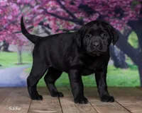 Sadie, a female Labrador Retriever for sale in Harlan, IN – Photo 1 of 3