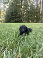 Flint, a male Goldendoodle for sale in Walhalla, SC – 4 of 7
