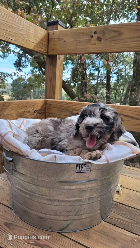 Molly – Goldendoodle puppy for sale in Walhalla, SC