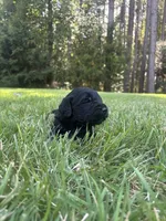 coal , a male Goldendoodle for sale in Walhalla, SC – 5 of 7