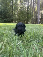 coal , a male Goldendoodle for sale in Walhalla, SC – 4 of 7