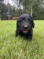 coal , a male Goldendoodle for sale in Walhalla, SC – 5 of 10