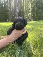 slate, a male Goldendoodle for sale in Walhalla, SC – 2 of 3