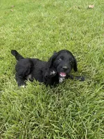 Boots, a male Goldendoodle for sale in Walhalla, SC – 6 of 7