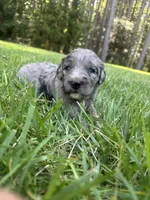 polly, a female Goldendoodle for sale in Walhalla, SC – 4 of 6