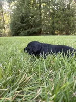 Hazel, a female Goldendoodle for sale in Walhalla, SC – 4 of 5