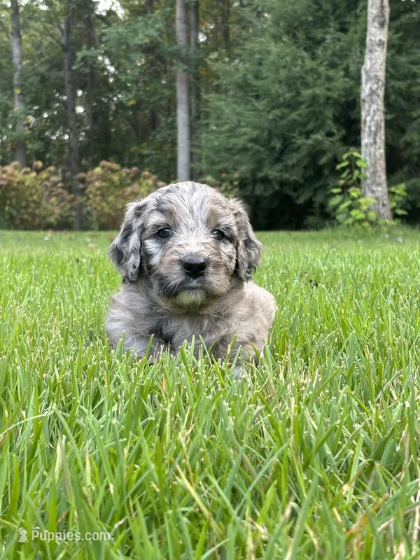 polly – Goldendoodle puppy for sale in Walhalla, SC
