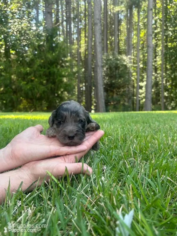 Molly, a female Goldendoodle for sale in Walhalla, SC – 1 of 6