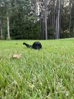 slate, a male Goldendoodle for sale in Walhalla, SC – 4 of 5