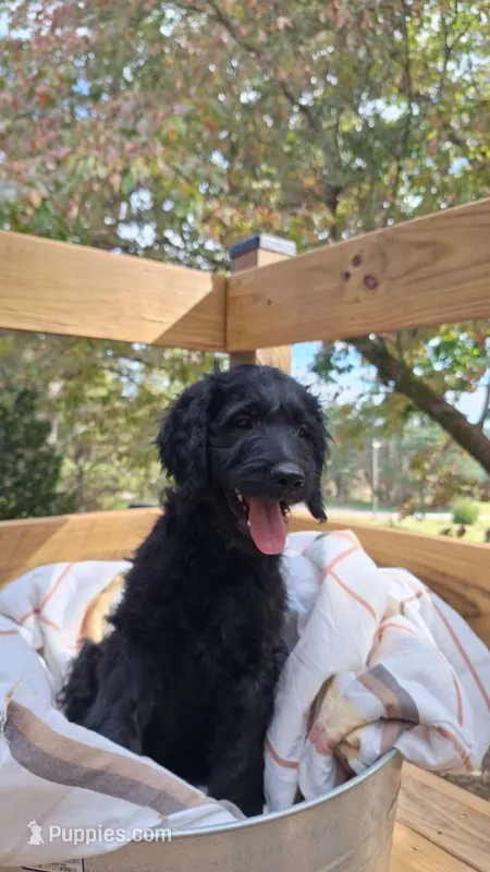 Flint – Goldendoodle puppy for sale in Walhalla, SC