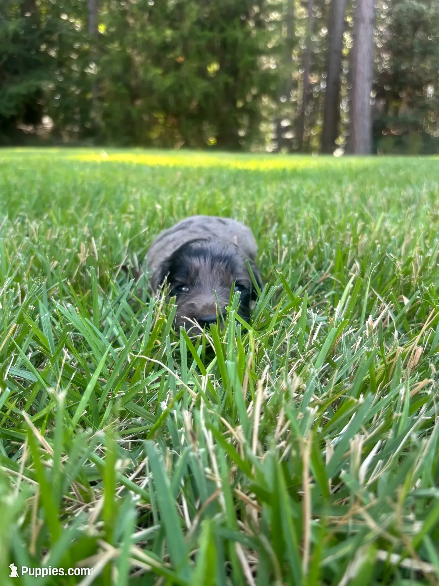 Molly, a female Goldendoodle for sale in Walhalla, SC – 2 of 6
