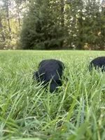 Hazel, a female Goldendoodle for sale in Walhalla, SC – 3 of 5
