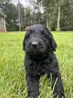 coal , a male Goldendoodle for sale in Walhalla, SC – 6 of 10