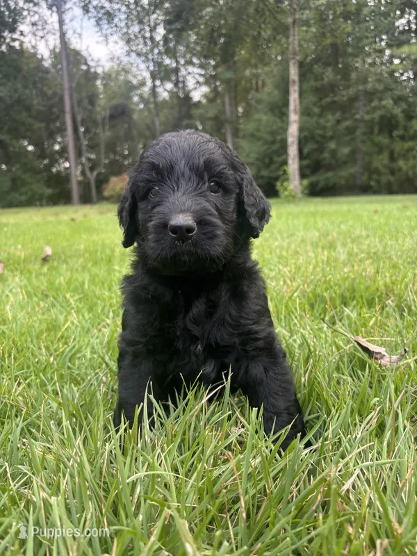 slate – Goldendoodle puppy for sale in Walhalla, SC