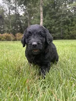 coal , a male Goldendoodle for sale in Walhalla, SC – 7 of 10