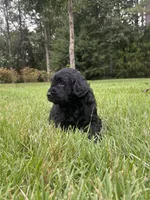 coal , a male Goldendoodle for sale in Walhalla, SC – 4 of 10