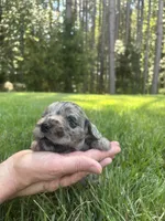 Dolly , a female Goldendoodle for sale in Walhalla, SC – 5 of 6