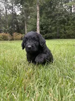 coal , a male Goldendoodle for sale in Walhalla, SC – 2 of 10