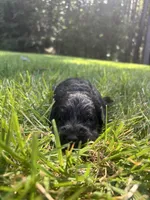 slate, a male Goldendoodle for sale in Walhalla, SC – 3 of 3