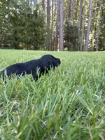 Hazel, a female Goldendoodle for sale in Walhalla, SC – 5 of 5
