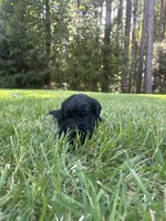 coal , a male Goldendoodle for sale in Walhalla, SC – 3 of 7