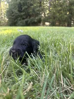 Boots, a male Goldendoodle for sale in Walhalla, SC – 2 of 4