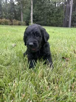 slate, a male Goldendoodle for sale in Walhalla, SC – 2 of 5