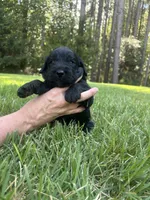 coal , a male Goldendoodle for sale in Walhalla, SC – 2 of 7