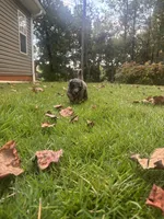 Molly, a female Goldendoodle for sale in Walhalla, SC – 6 of 6